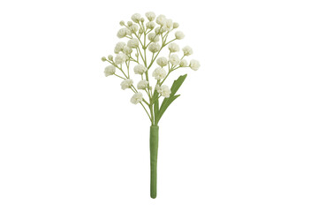 Obraz premium Delicate white gypsophila flowers with transparent background