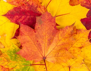 Autumn Maple Leaves Background. (2)