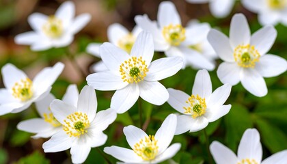 Fototapeta premium Close-up of delicate white flowers (1)