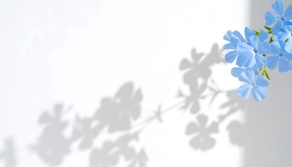 Soft flower shadows cast on plain white wall in natural light clean minimal background for elegant product display.