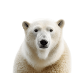 Half-body portrait of a polar bear facing camera
