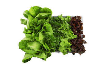 Fresh Greens Variety: Vibrant arrangement of fresh, organic lettuce and greens, featuring lush...