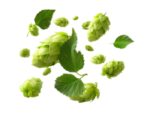 Floating green hops and leaves composition