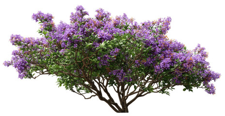 Obraz premium Lush purple flower bush against a black background