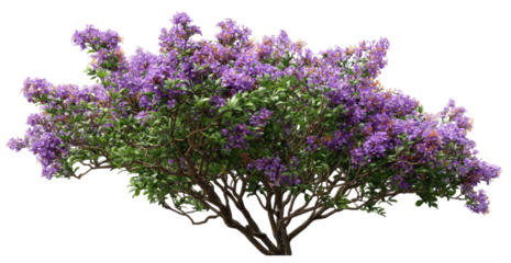 Lush purple flower bush against a black background