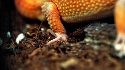 Macro close-up of a vibrant orange leopard gecko's foot with intricate scales and claws on a soil substrate.