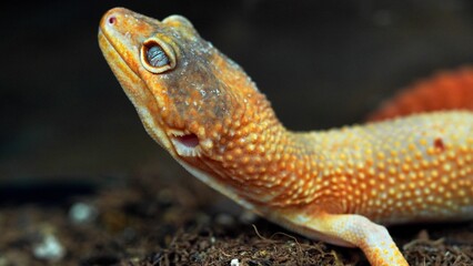 Close-up Portrait of a Leopard Gecko with a Distinctive Orange and Yellow Hue