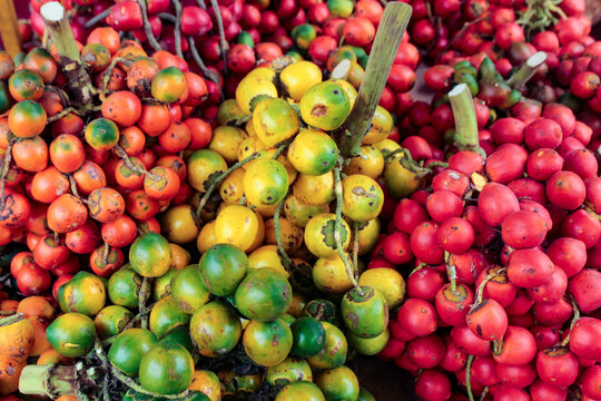 Many fruits of the peach palm, Bactris Gasipaes, a species of multi-stemmed palm tree from the Arecaceae family, a species native to the Amazon region