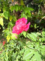 pink roses in the garden 