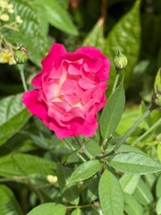 pink roses in the garden 