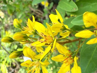 yellow flowers in the garden