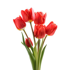 Naklejka premium Close-up of a vibrant bouquet of red tulips
