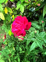 red rose in garden