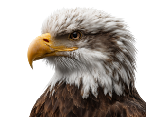 Portrait of a bald eagle head