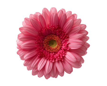 Radiant pink gerbera bloom