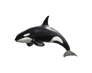 Obraz premium An orca whale leaps powerfully from the water, showcasing its agility and grace