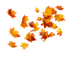 Scattered orange maple leaves