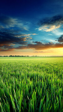 Green Grass Field Sunset Sky Clouds Nature Landscape Horizon Dusk Rural Vegetation Vibrant Peaceful Flora Organic Atmosphere Evening Blooming Wildlife Tranquil Daylight View Earth Pastoral Farmland
