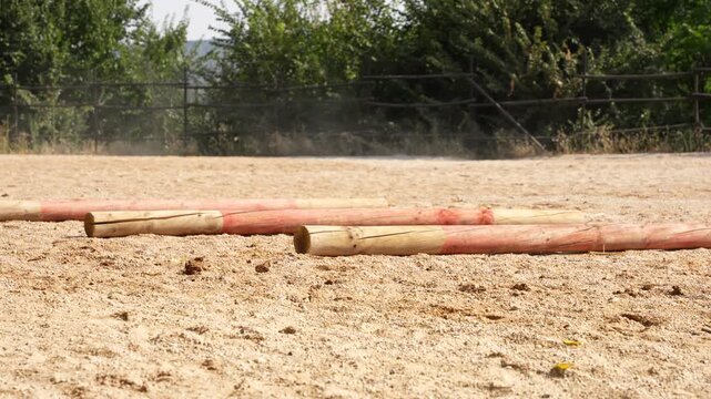 Low shot reveals two horses placing legs through three wooden bar gaps during exercise