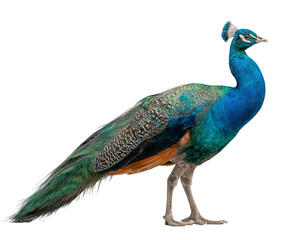 Standing peacock with vibrant plumage