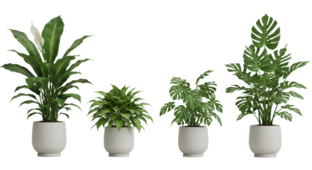 A collection of indoor potted plants showcasing lush greenery and varying heights