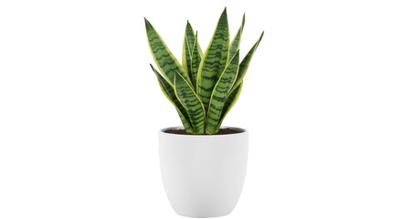 Lush green snake plant in modern white pot isolated on white background minimal decor