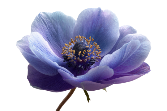 Close-up of a single, vibrant purple-blue anemone flower.  Soft, delicate petals in a gradient of lavender and light blue, showcasing intricate details of the flower's center