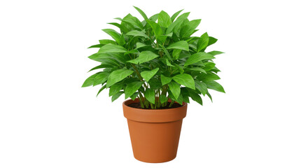 Lush green potted plant in terracotta pot isolated on white background with natural light