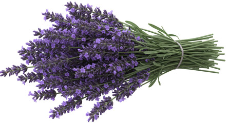 Lavender bouquet with purple flowers isolated on white background natural floral decor