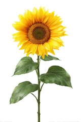 Obraz premium Bright yellow sunflower with green leaves on a white background
