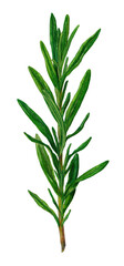 Obraz premium Illustration of a sprig of rosemary. Bright green leaves, slightly textured, sprout from a central stem. The stem tapers towards the base. Dark background