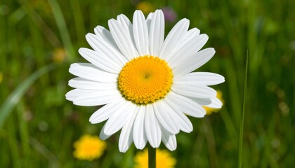 Obraz premium Close-up of a white daisy in a grassy field