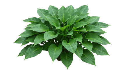 Lush green hosta plant with broad leaves thriving isolated on white background