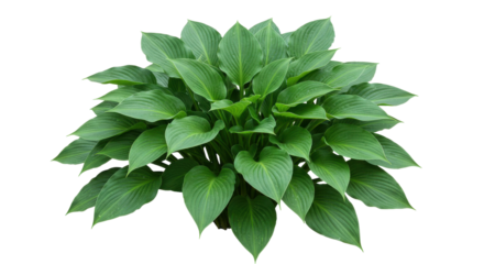 Lush green hosta plant with broad leaves thriving isolated on white background