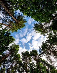 Obraz premium Forest Canopy, Sky View, Upward Perspective