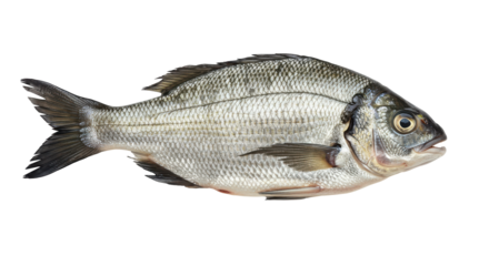 Freshly caught sea bass isolated on white background showcasing its shiny scales and features
