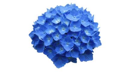Vibrant blue hydrangea flowers in full bloom against a soft blurred background isolated on white background