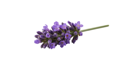 Close-up of a vibrant lavender flower with green stem isolated on white background