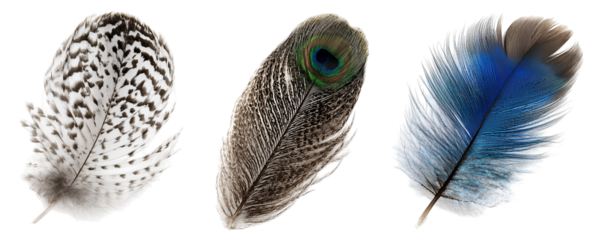 Three feathers with different patterns