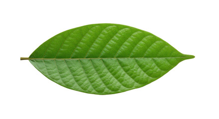 Obraz premium Close up of a vibrant green leaf showcasing intricate veins isolated on white background