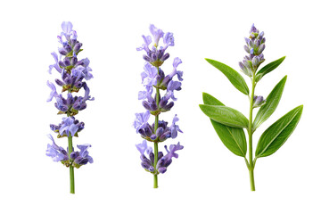 Fototapeta premium Three lavender sprigs, isolated