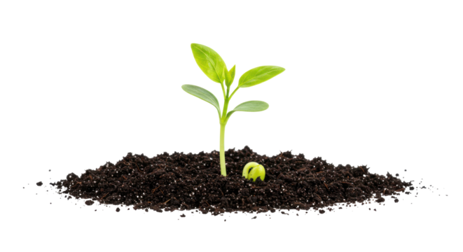 A young plant emerging from soil with a seed nearby symbolizing growth and renewal isolated on white background