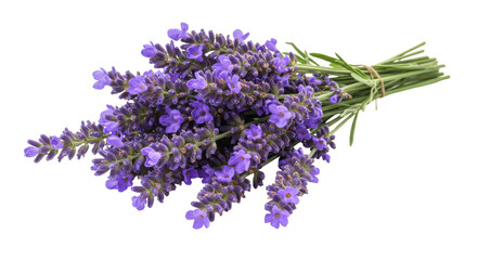 Fototapeta premium A vibrant bouquet of lavender flowers tied with twine set against a clean background isolated on white background