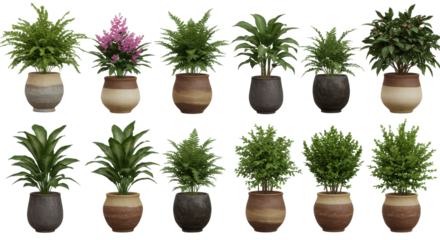 Decorative indoor plants in stylish pots isolated on white background arranged vibrant green foliage display