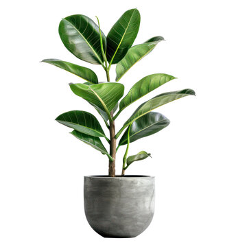 A green and yellow potted plant with large, glossy leaves in a modern, grey pot against a transparent background