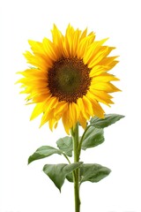 Fototapeta premium Single sunflower against white background. Bright yellow petals surround dark center. Green leaves and stem extend from the flower