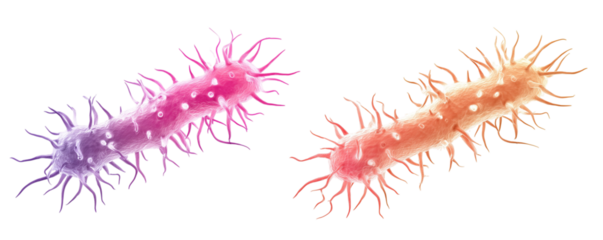 Two microscopic rod-shaped organisms