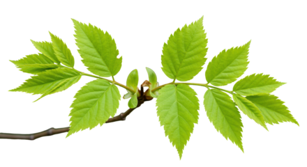 Fresh green leaves on branch isolated on white background ideal for nature themes