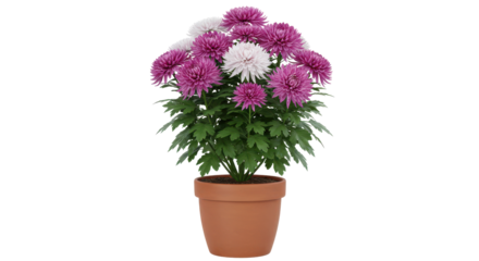 Vibrant indoor potted chrysanthemums isolated on white background in full bloom