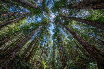 Naklejka premium Lush forest canopy, looking up (1)